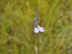 Comesperma defoliatum