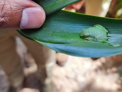 Raorchestes jayarami