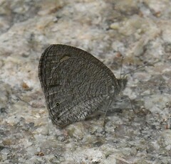 Ypthima asterope
