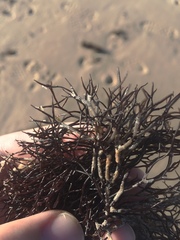 Furcellaria lumbricalis