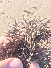 Furcellaria lumbricalis