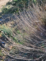 Santolina rosmarinifolia