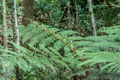 Cyathea capensis
