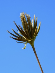 Bidens subalternans