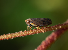Neotartessus flavipes