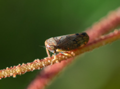 Neotartessus flavipes