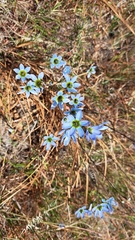 Ixia monadelpha