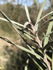 Salix eleagnos