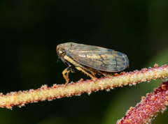 Neotartessus flavipes