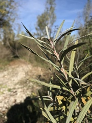 Salix eleagnos