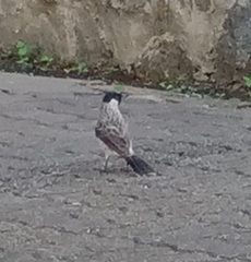 Pycnonotus aurigaster