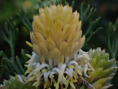 Petrophile canescens