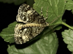 Pseudocoremia indistincta