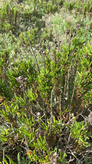 Limbarda crithmoides