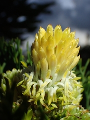 Petrophile canescens