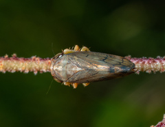 Neotartessus flavipes