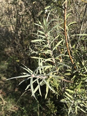 Salix eleagnos