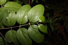 Psydrax lamprophylla