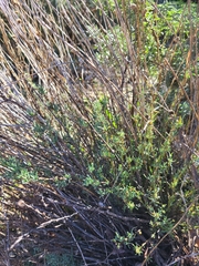 Santolina rosmarinifolia