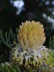 Petrophile canescens
