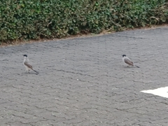 Pycnonotus aurigaster