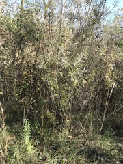 Salix eleagnos