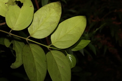 Psydrax lamprophylla