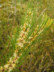 Strangea linearis