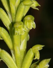 Microtis arenaria