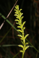 Microtis arenaria
