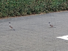 Pycnonotus aurigaster