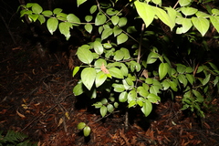 Psydrax lamprophylla