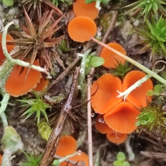 Neottiella