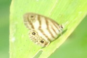 Euptychia