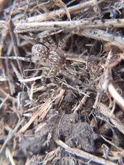 Tegenaria campestris