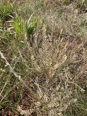 Lepidium densiflorum