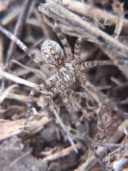 Tegenaria campestris