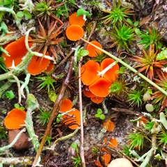 Neottiella