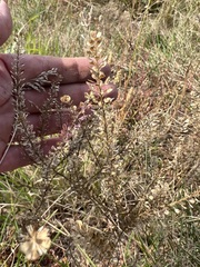 Lepidium densiflorum