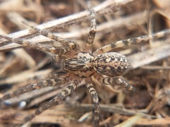 Tegenaria campestris