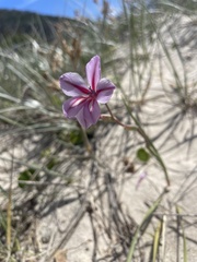 Gladiolus gueinzii