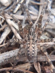 Tegenaria campestris