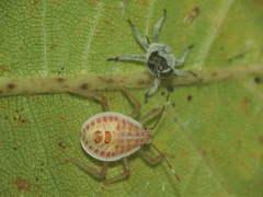 Erthesina acuminata