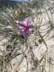 Gladiolus gueinzii