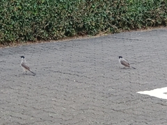 Pycnonotus aurigaster