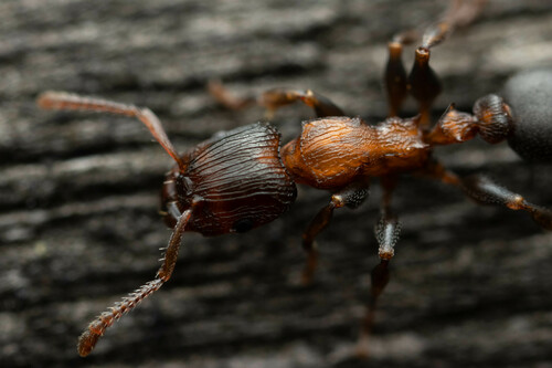 Podomyrma overbecki