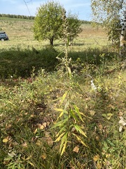 Artemisia integrifolia