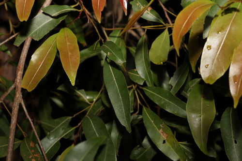 Image of Endiandra sieberi by (c) Greg Tasney, some rights reserved (CC BY-SA)
