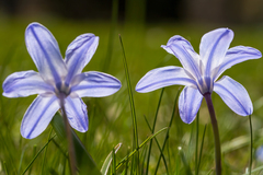 Scilla