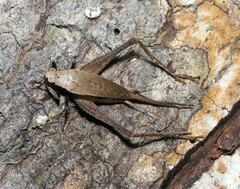 Eneoptera surinamensis